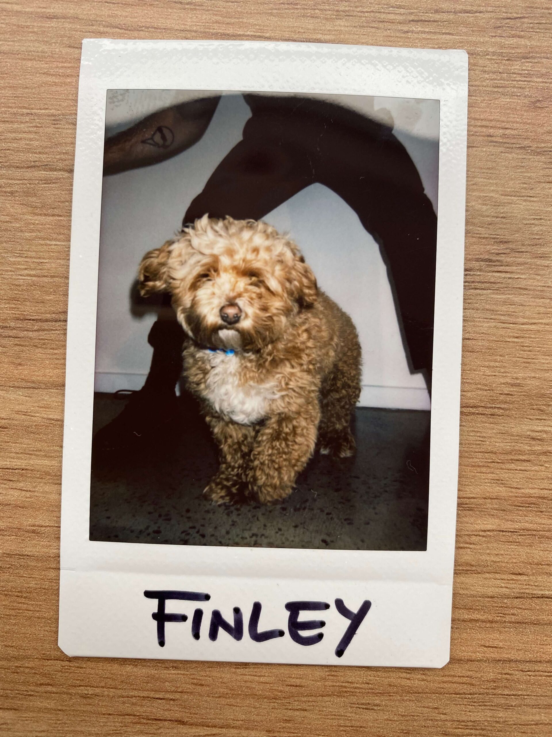 Finley - Staff polaroid